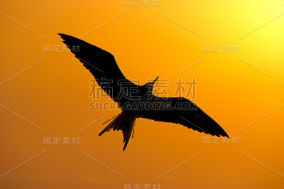 鸟的轮廓