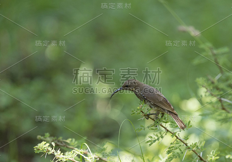 雌性，猎人的太阳鸟，查尔科米特拉猎人，马赛马拉，非洲