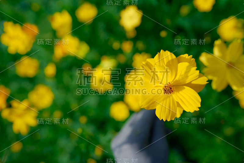 戴上手套去捕捉春天的花朵，黄色的或星爆花是泰国花，热带花。