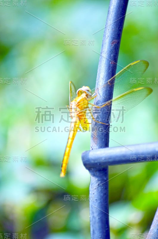 雌性普通飞镖龙飞在野外