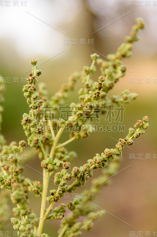 秋日仙果植物特写