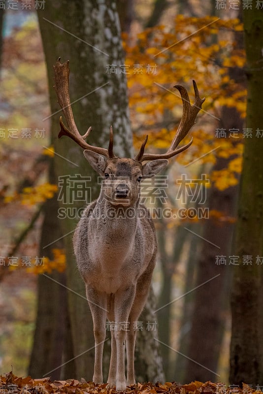 树林里的鹿