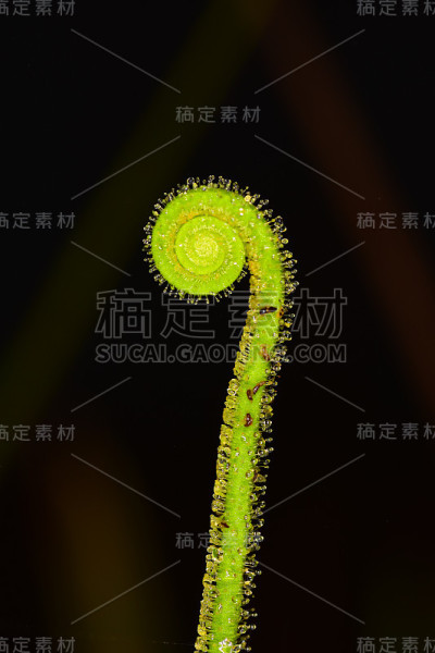 被困在针叶茅膏上的蚊蚋和蚊子