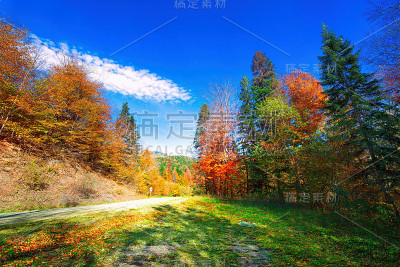 美丽的秋天的森林