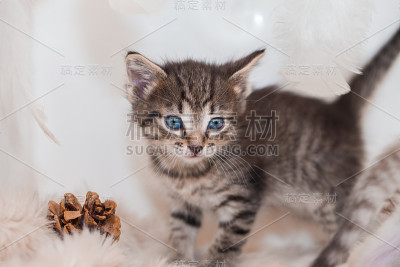 浅色背景上的深色小猫。美丽温柔的小猫，