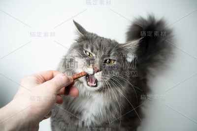 喂猫