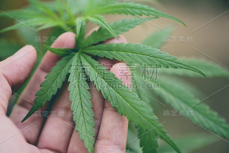 大麻叶大麻植物树生长在自然背景-手采摘大麻叶提取医疗保健