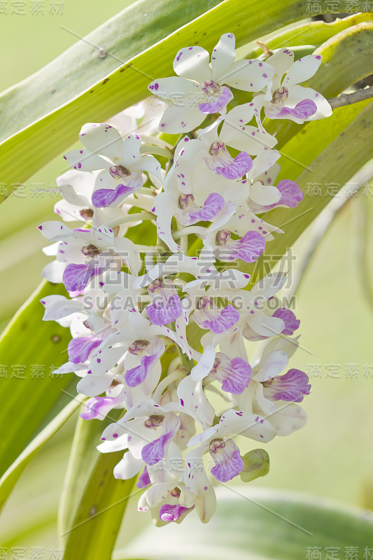 兰花(Rhynchostylis)，花在泰国