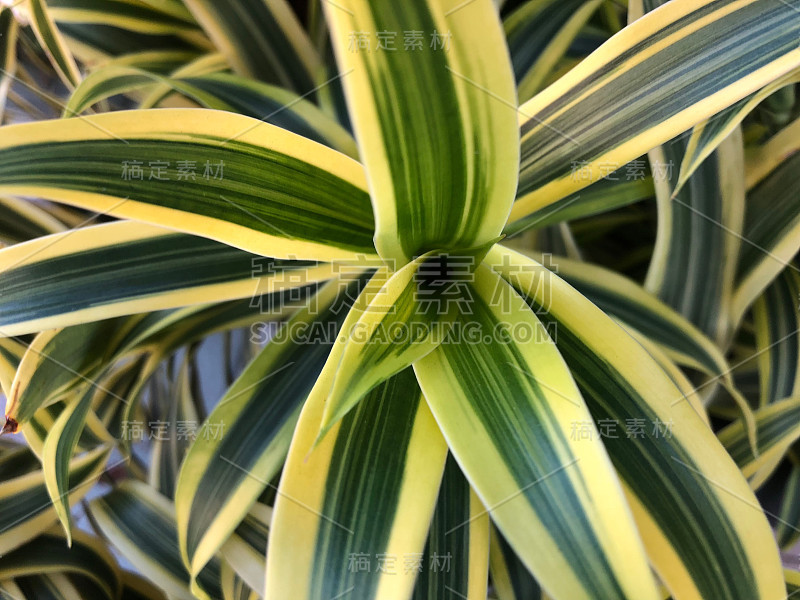 龙血树属植物工厂模式