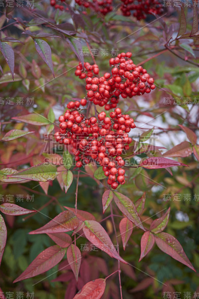 家庭Nandina