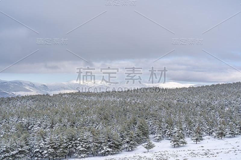 白雪皑皑的松林，背景是雪山