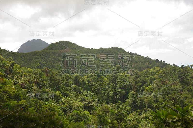 多米尼加茂密的雨林