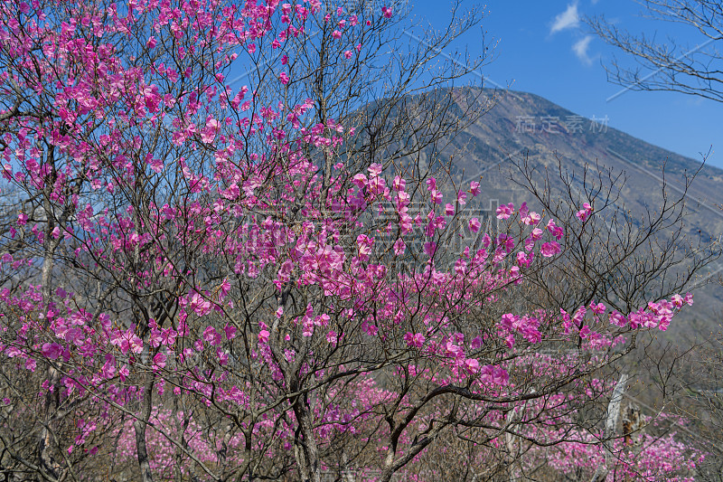 春天的杜鹃和南台山