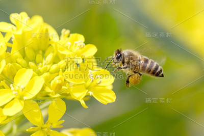蜜蜂授粉