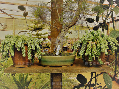 植物在锅