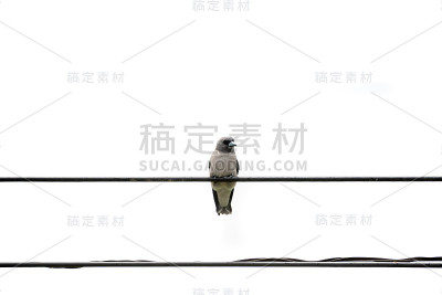 灰蒙蒙的木燕子有时也被称为灰蒙蒙的燕子伯劳是一种木燕子，发现于南亚。
