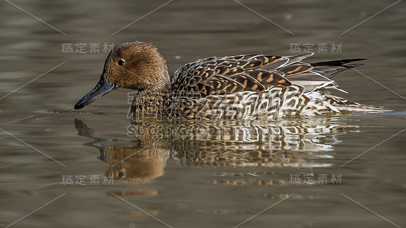 弗吉尼亚州亨特利草地公园的Gadwall Duck