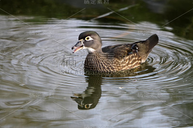 环水鸭