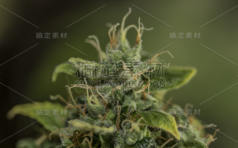 美丽的老花S.A.G.E.各种大麻