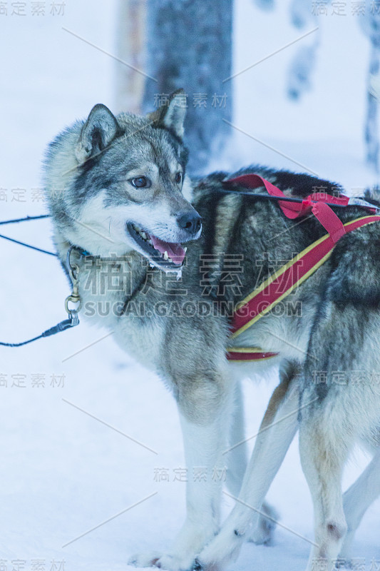 2018年1月1日，芬兰，罗瓦涅米:2018年1月1日，在芬兰罗瓦涅米哈士奇雪橇犬公园