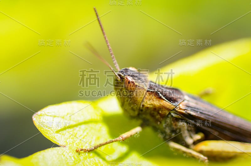 蚱蜢坐在一片叶子上，绿色的背景。