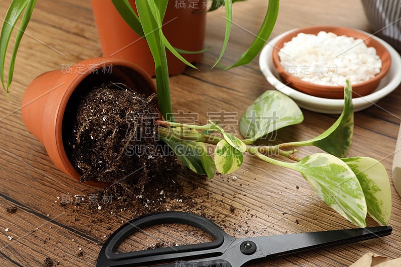 室内植物和园艺工具放在木桌上，特写