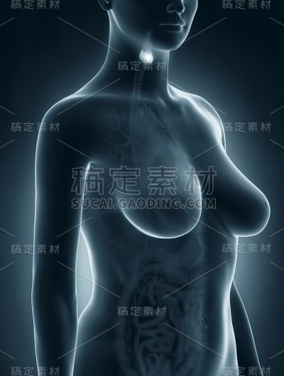 女性甲状腺解剖学