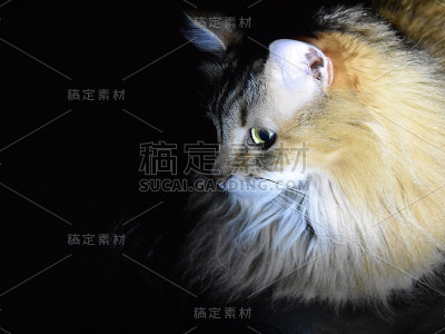 黑暗中