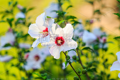 木槿