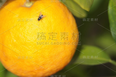 橙色