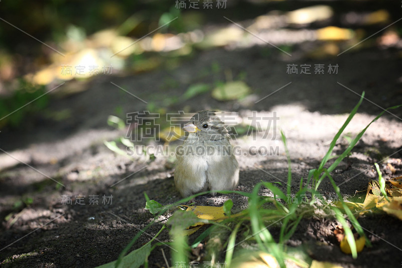 草丛中的麻雀