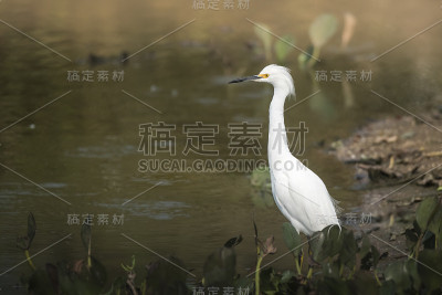 大白鲨白鹭