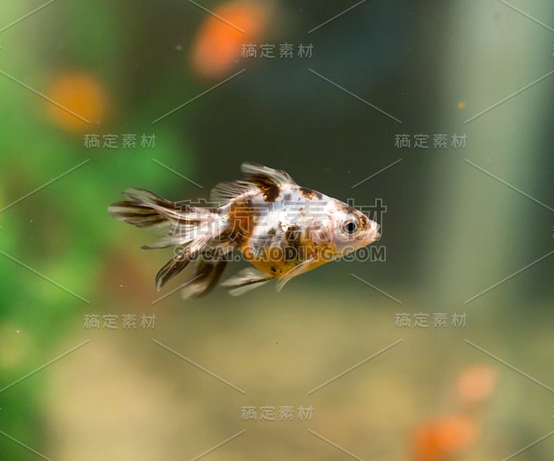 水族馆里美丽的鱼