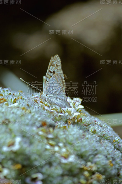 unonia算法，蓝色三色堇蝴蝶