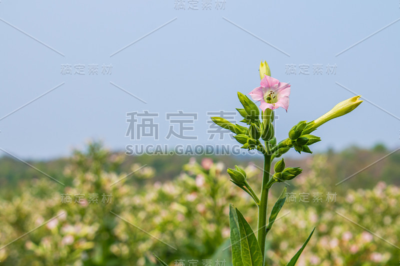 花和烟草田在泰国