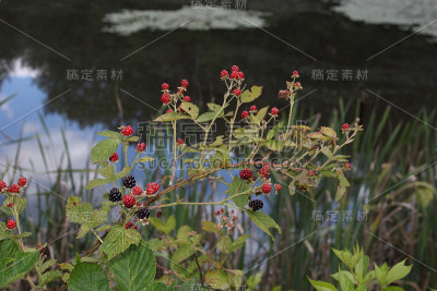 池塘前的黑莓特写