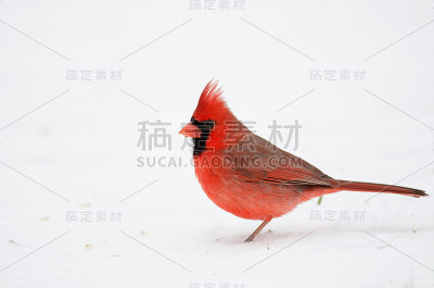 雪地里的北方红衣主教