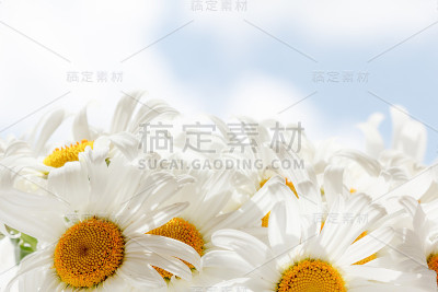 蓝天背景上的白色雏菊