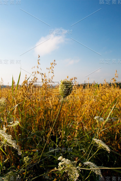 野生Cumen植物
