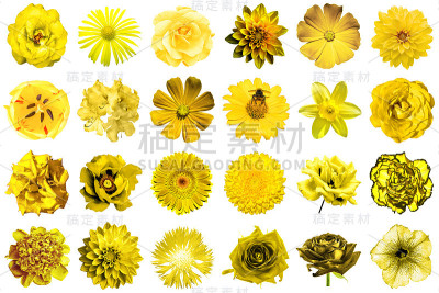 自然和超现实的黄花拼贴24个1:牡丹，大丽花，樱草花，紫菀，雏菊，玫瑰，非洲菊，丁香，菊花，矢车菊，