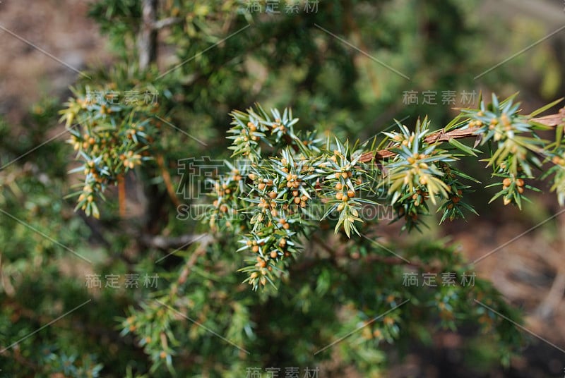 普通杜松(Juniperus communis Schneverdinger Goldmachang