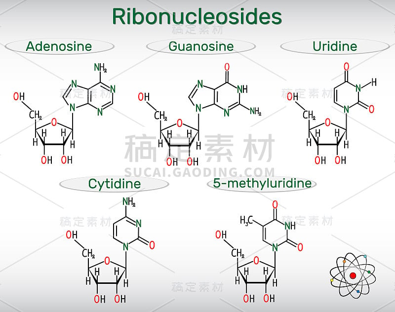 核糖核苷(腺苷，鸟苷，胞苷，尿苷，5-甲基尿苷)-嘧啶和嘌呤核苷分子。结构化学公式