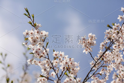 樱花的美丽