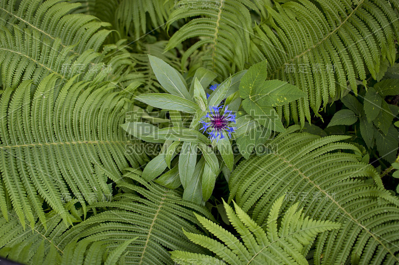 美丽的蓝色矢车菊和蕨类植物映衬在花园里的绿草上