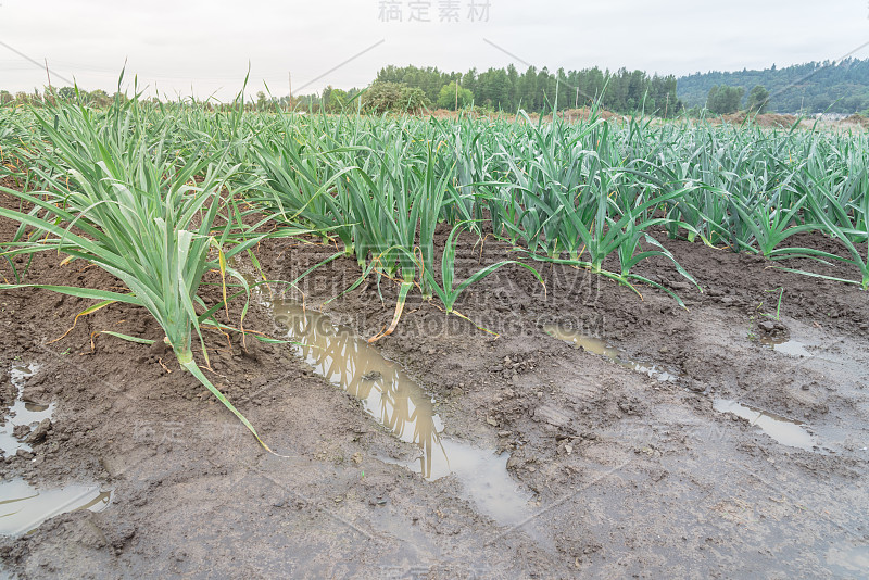 韭菜植物生长在潮湿的沟渠和潮湿的土壤附近，在美国华盛顿的农场