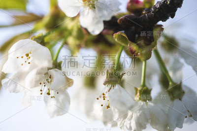 美丽的樱花
