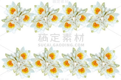 睡莲花