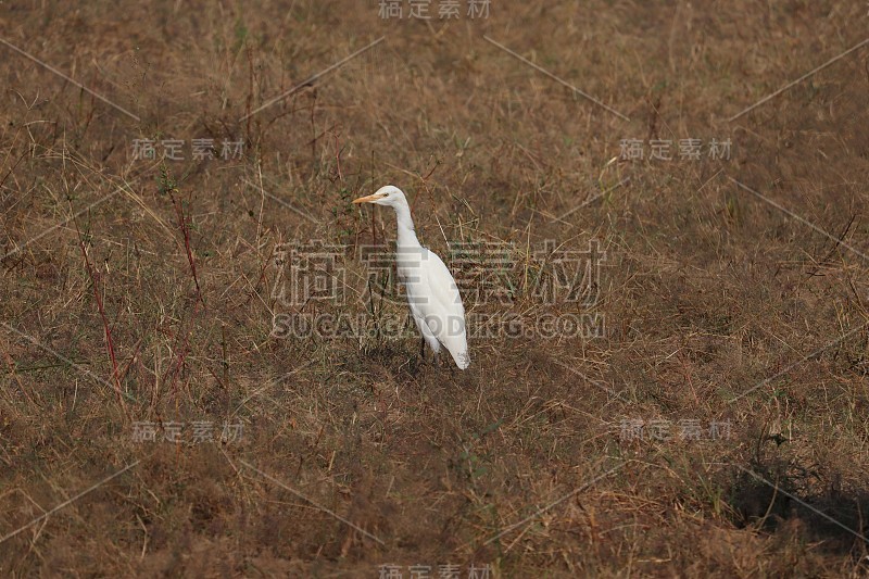 野生苍鹭在农业农场在印度