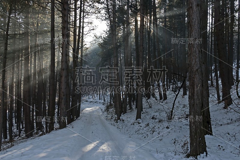 在白雪皑皑的维托沙山上，有冬天的森林和闪耀的阳光