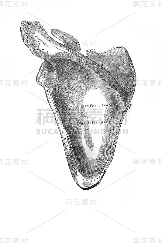 左肩胛骨，在旧书《人体解剖学》中，作者是国会议员维什涅夫斯基，1890年，莫斯科